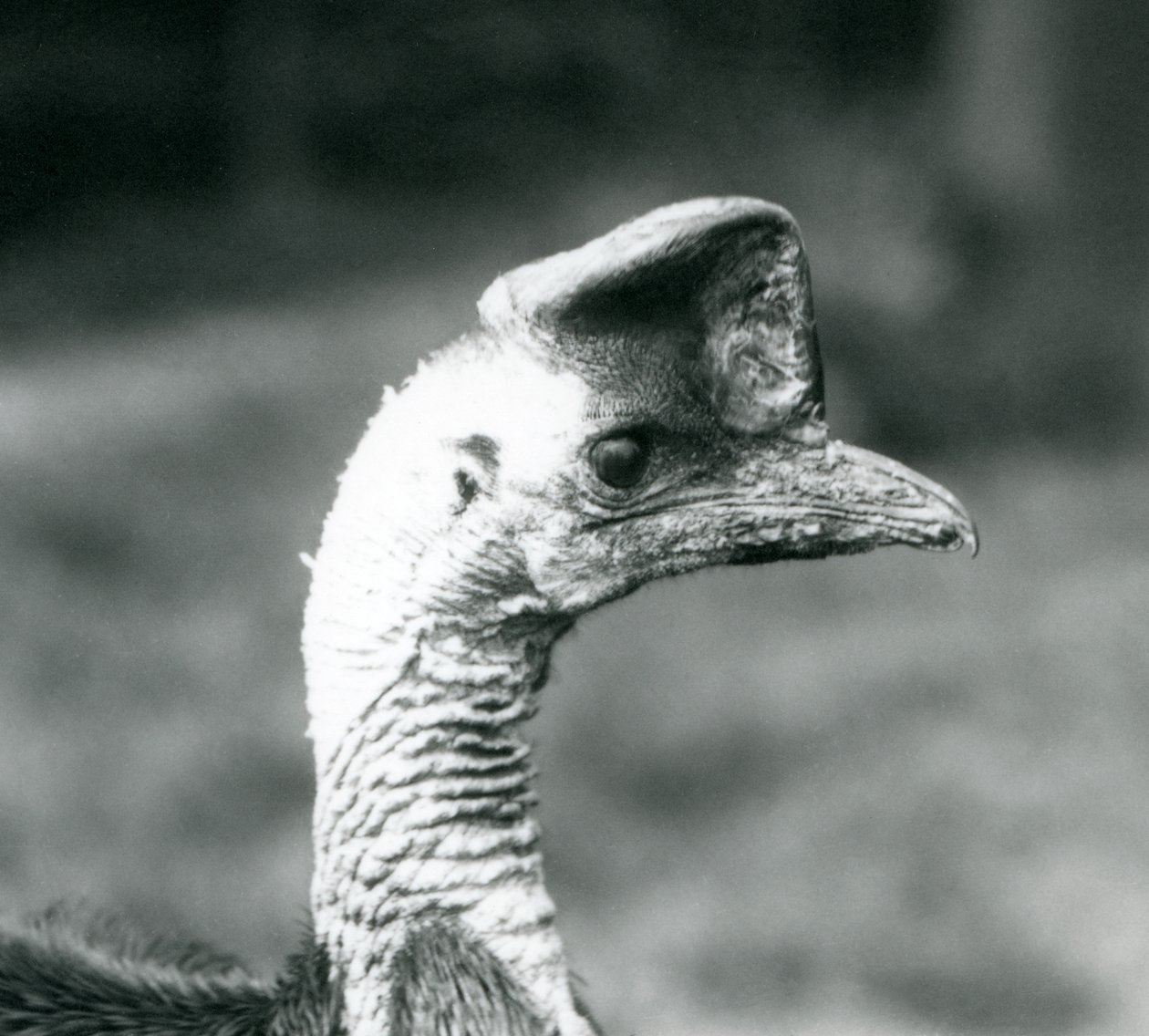 A Southern Cassowary på London Zoo, juni 1925 av Frederick William Bond