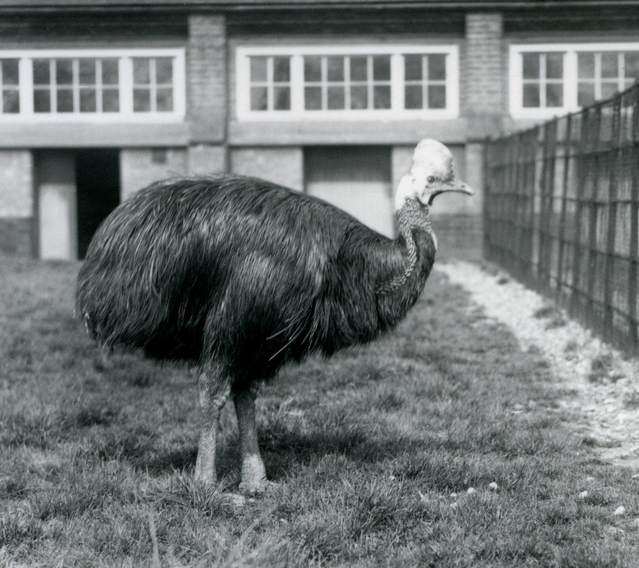 En Southern Cassowary på London Zoo i juni 1925 av Frederick William Bond