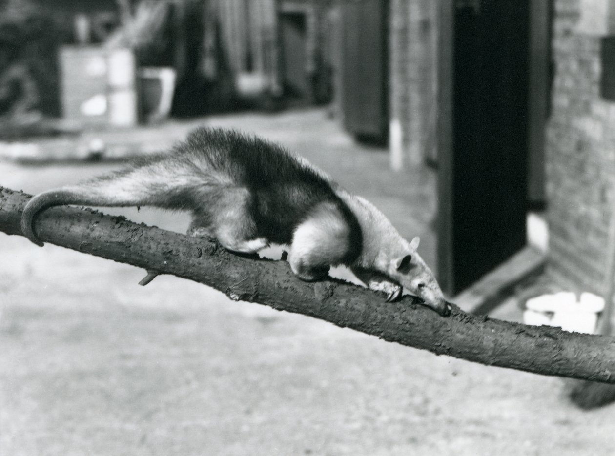 En Southern Tamandua/Collared Myresluger/Lesser Myresluger, der går langs en gren ved London Zooswed av Frederick William Bond