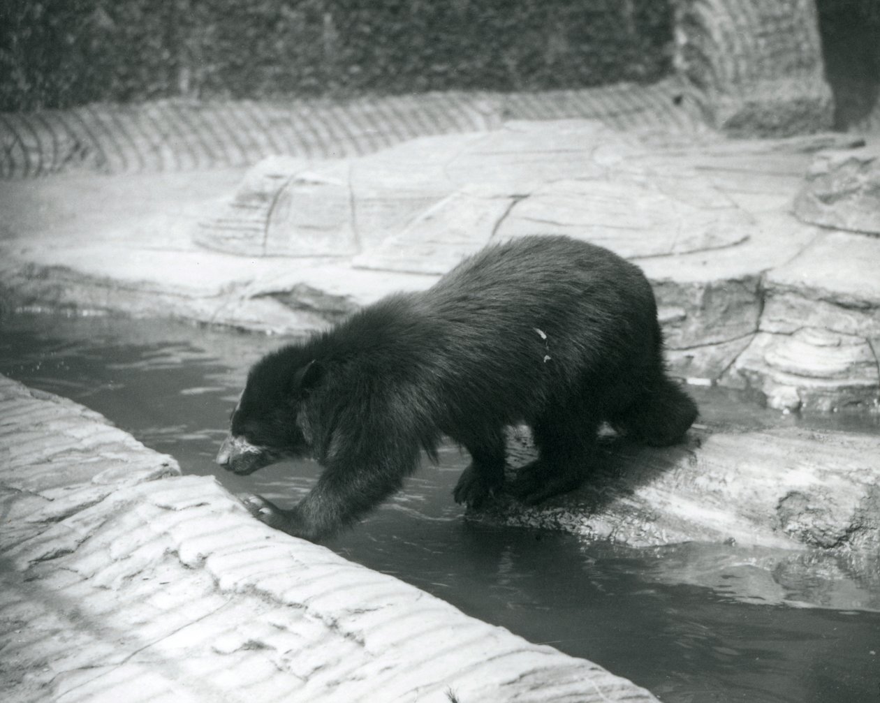 En glasögonbjörn eller andinbjörn korsar en bäck inom dess inhägnad vid London Zoo, juli 1925 av Frederick William Bond