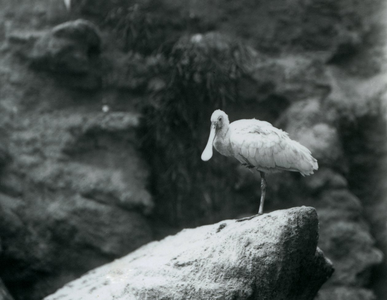 En skednäbb som står på en sten på London Zoo i september 1927 av Frederick William Bond