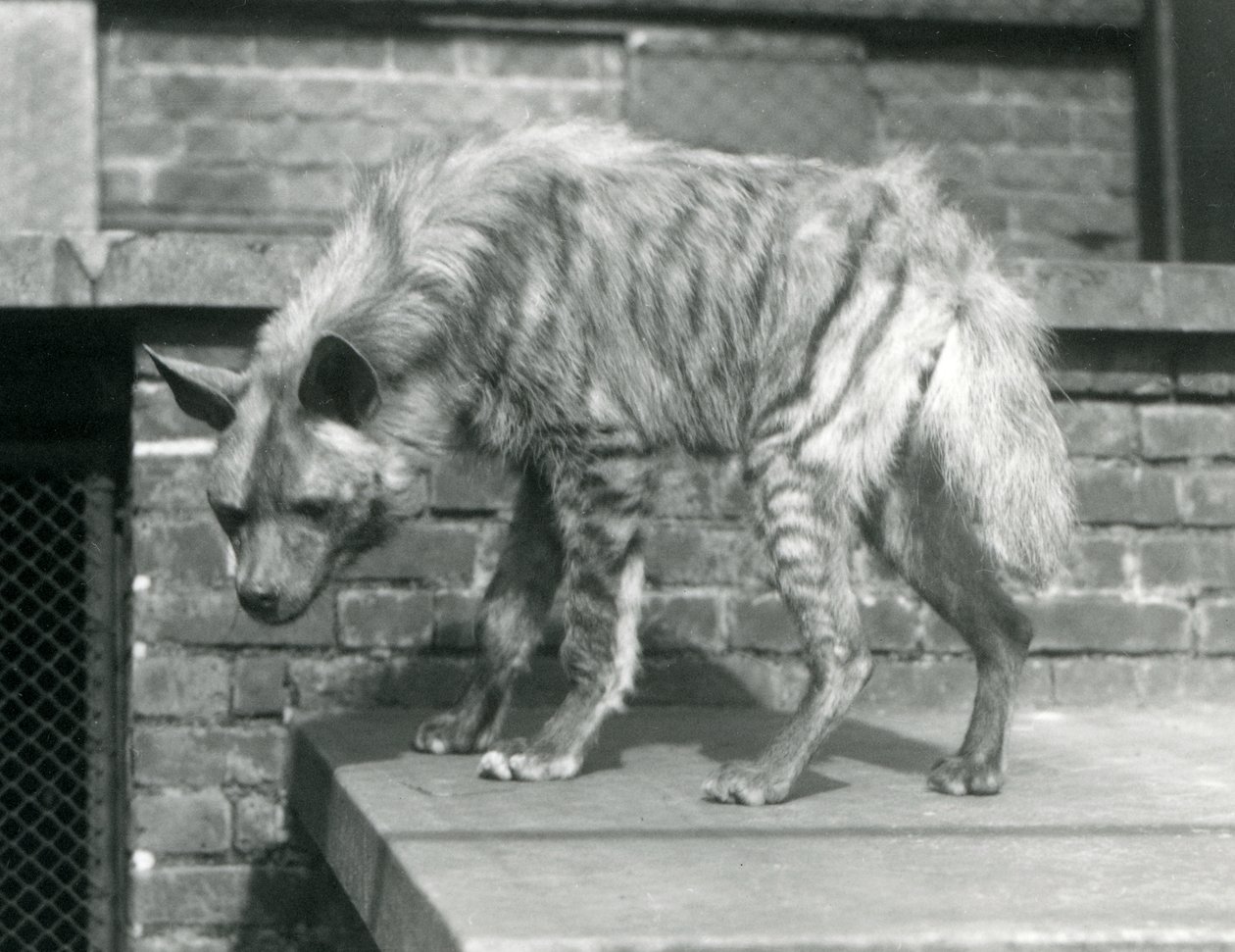 En randig hyaena som står på en plattform i sin inhägnad vid London Zoo, juni 1925 av Frederick William Bond