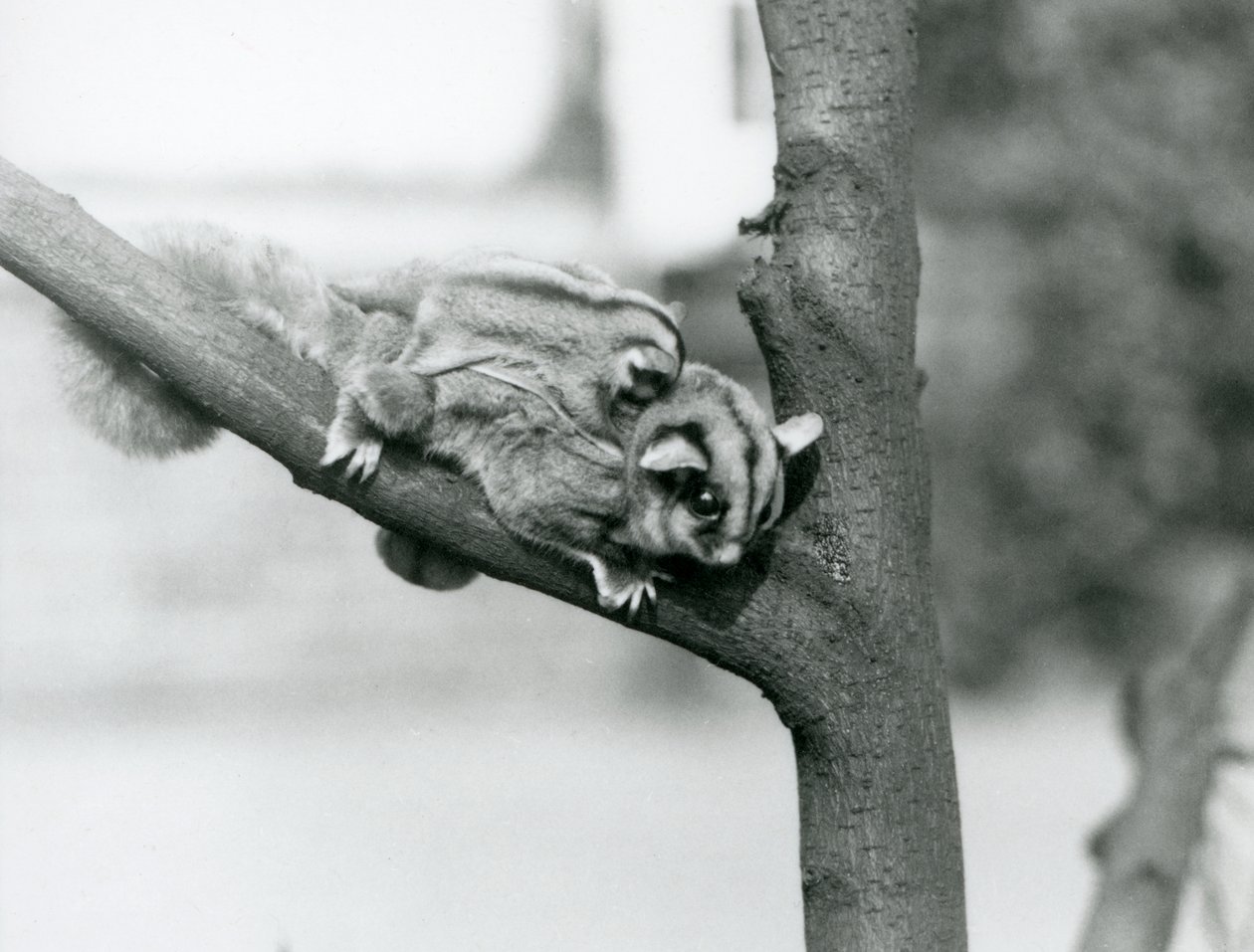En Sugar Glider på en gren med sin baby på ryggen, London Zoo av Frederick William Bond