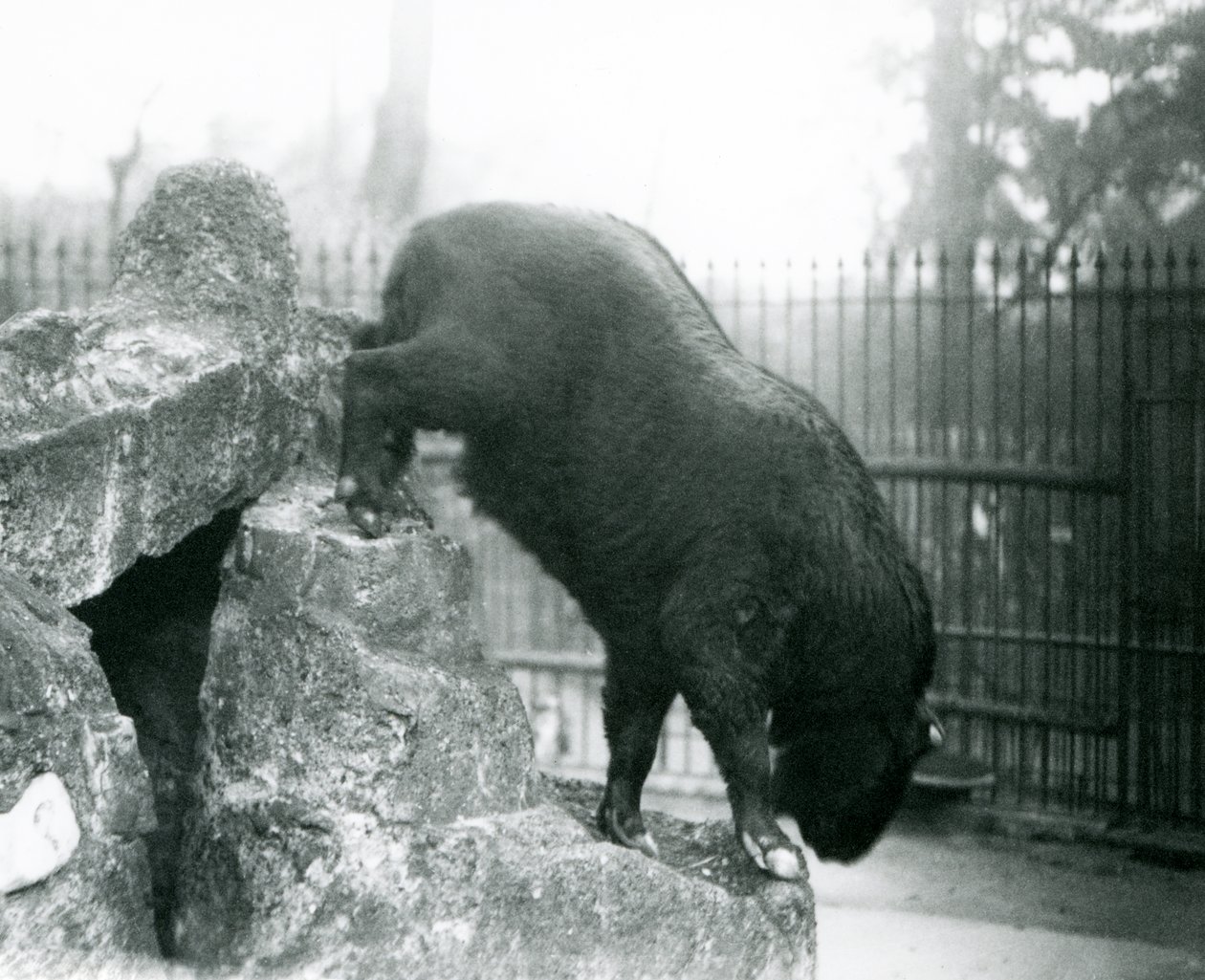 En Takin, även känd som en sämskskinn eller Gnu-get, som klättrar ner från klippor, London Zoo av Frederick William Bond