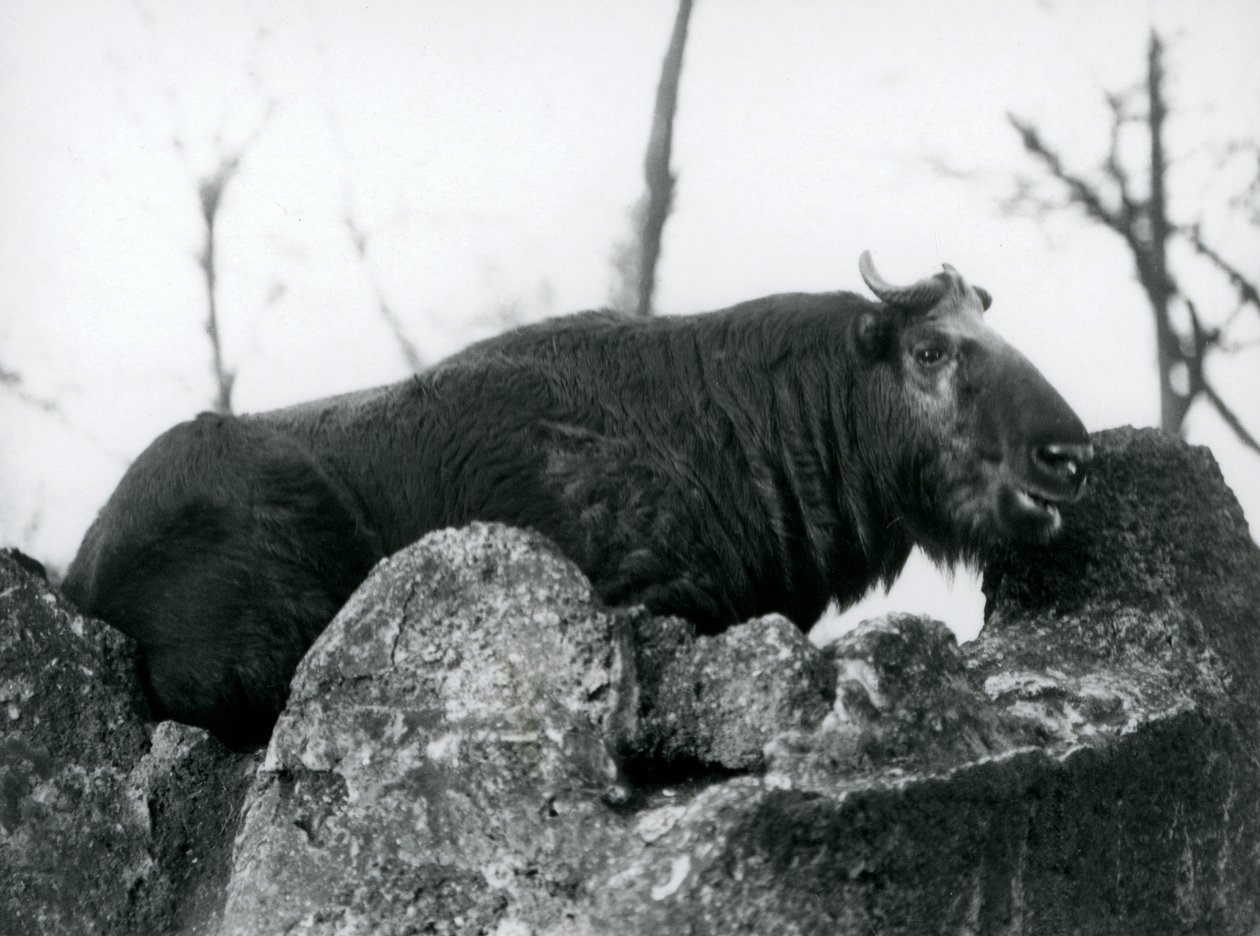 En Takin, även känd som en sämskskinn eller Gnu-get, vilande på en sten, London Zoo, 1925 av Frederick William Bond