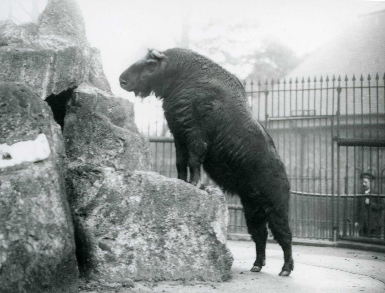 En Takin, även känd som en sämskskinn eller Gnu-get, som står upprätt med frambenen vilande på en sten, London Zoo av Frederick William Bond