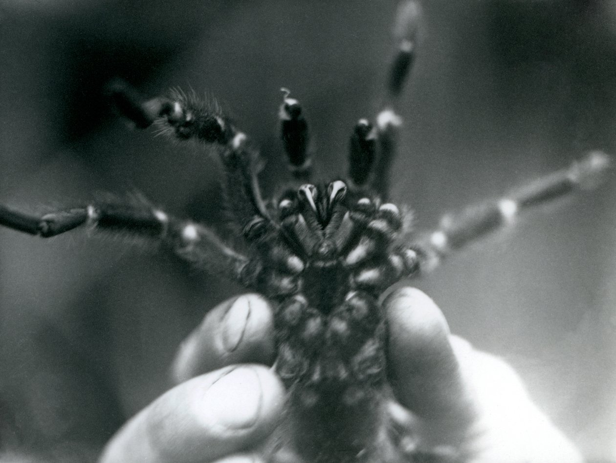 En Tarantula som hålls upp för att visa sina huggtänder underifrån, London Zoo, oktober 1925 av Frederick William Bond