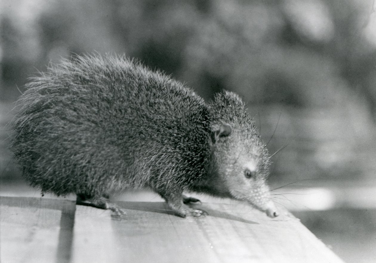 En Tenrec på London Zoo 1929 (s/v foto) av Frederick William Bond