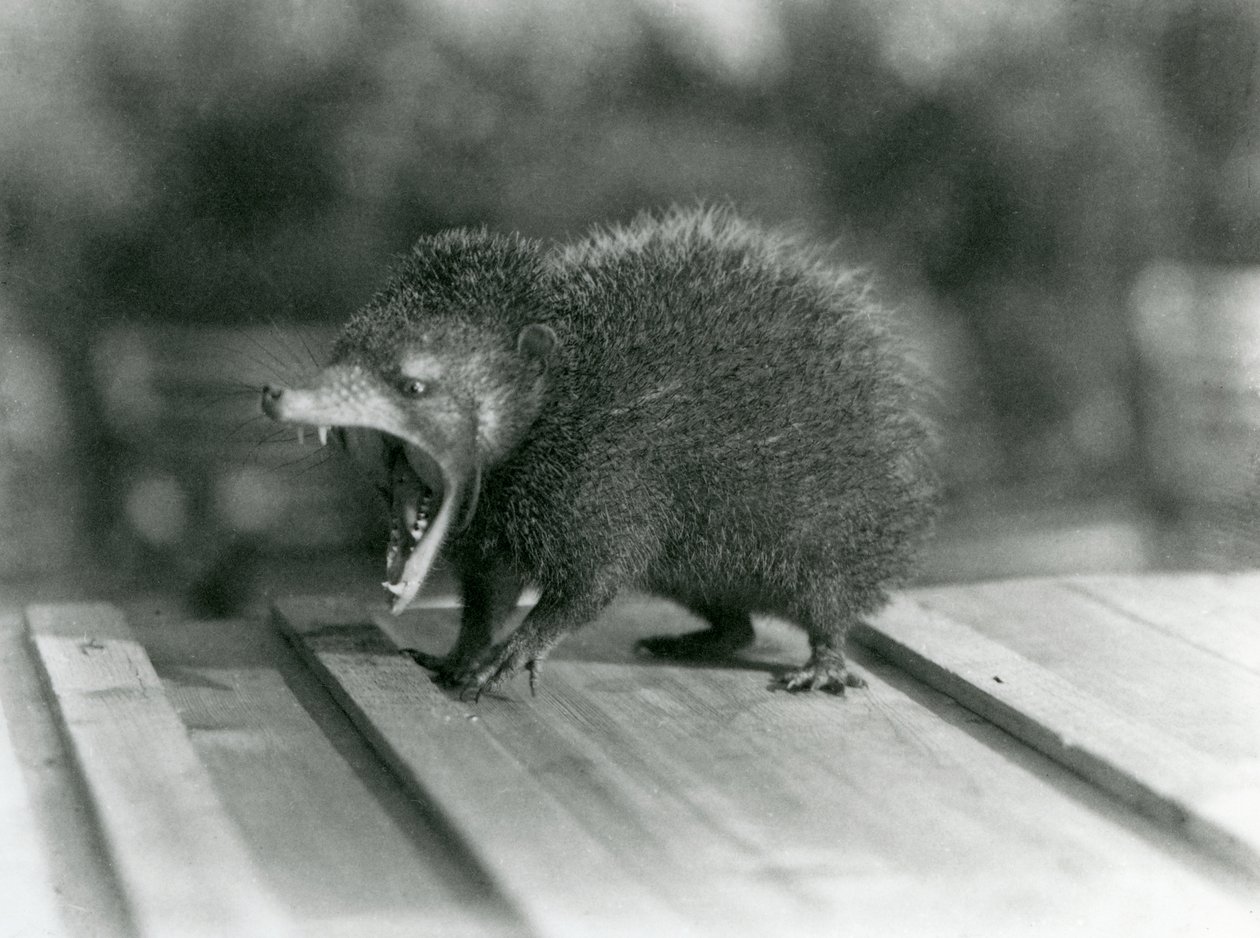 En Tenrec med öppen mun, som visar sin breda gap och vassa tänder, London Zoo av Frederick William Bond