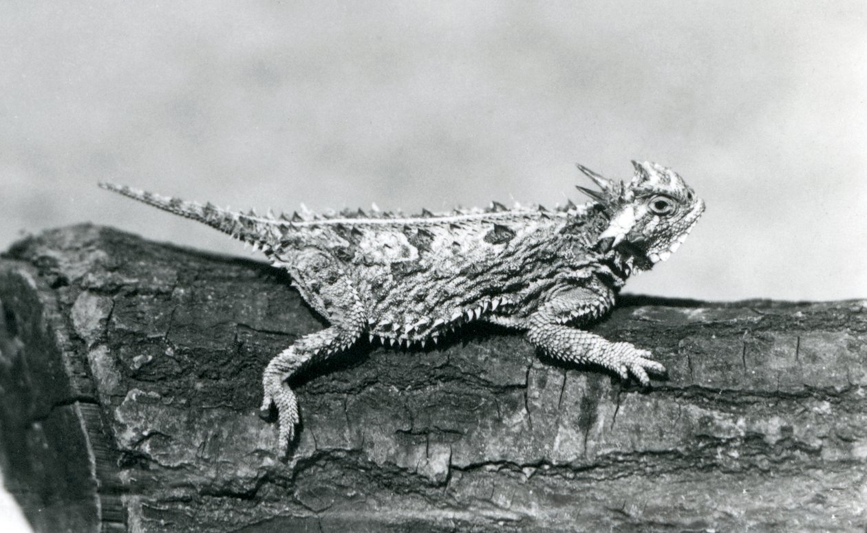 En Texas hornödla/hornpadda/hornpadda/kåtpadda vilar på en stock på London Zoo i augusti 1928 (s/v foto) av Frederick William Bond