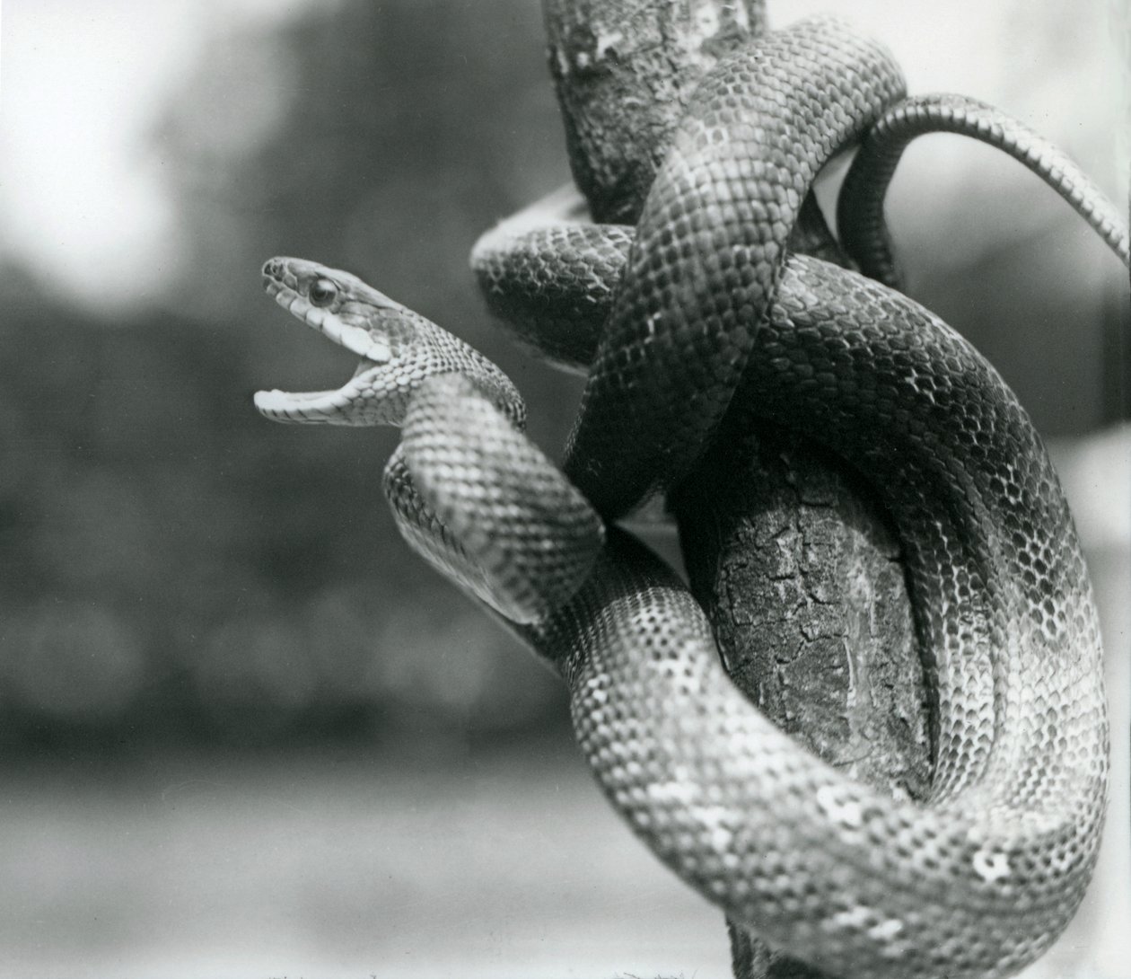 En Texas Rat Snake gapande, medan den rullas runt en nära vertikal gren, London Zoo, augusti 1928 (s/v foto) av Frederick William Bond