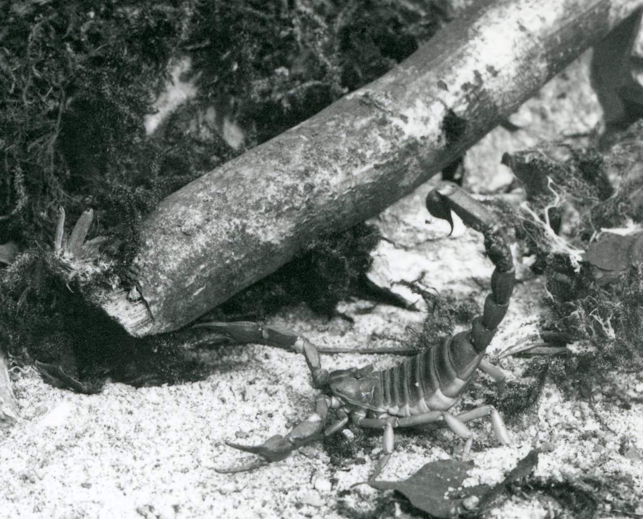 En Texas Scorpion på London Zoo 1928 (s/v foto) av Frederick William Bond