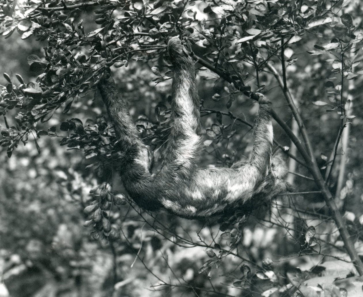 En tretåig sengångare som hänger från en lummig gren på London Zoo. augusti 1920. av Frederick William Bond