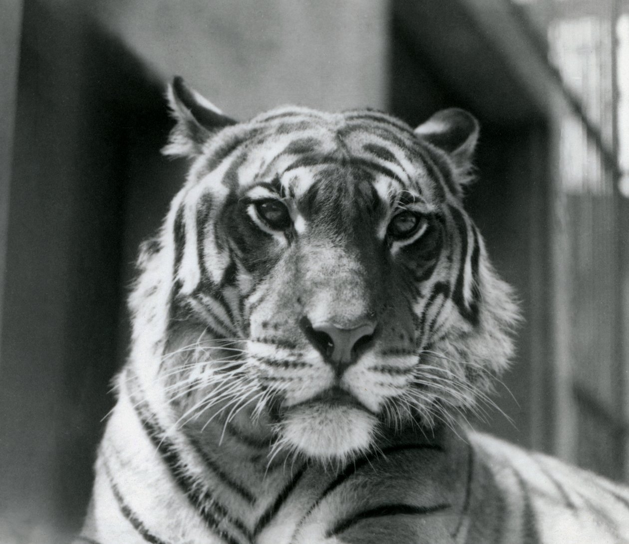 En tiger på London Zoo i juli 1924 av Frederick William Bond
