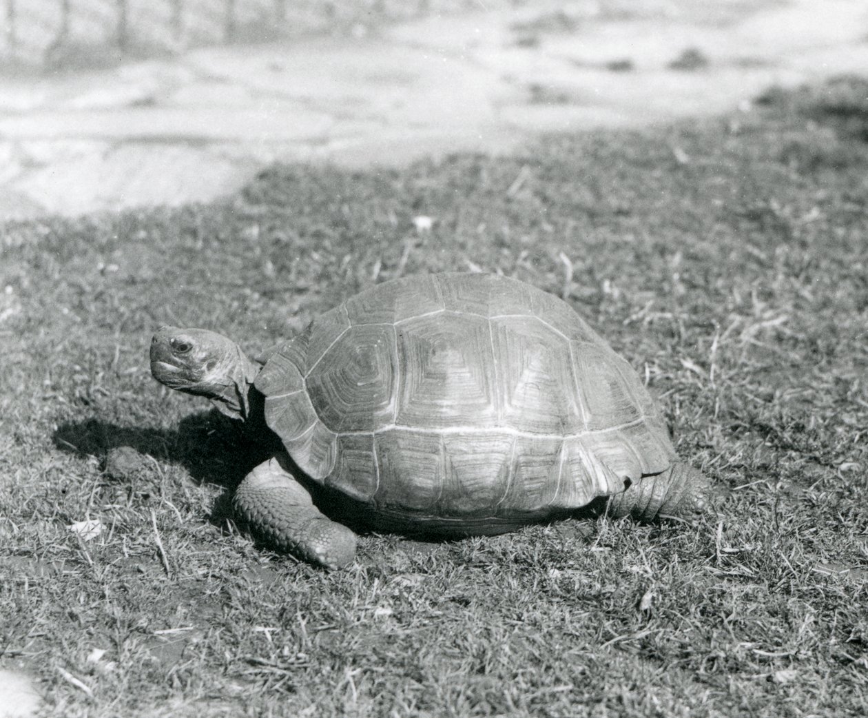 En sköldpadda som står på gräs på London Zoo 1926 (s/v foto) av Frederick William Bond
