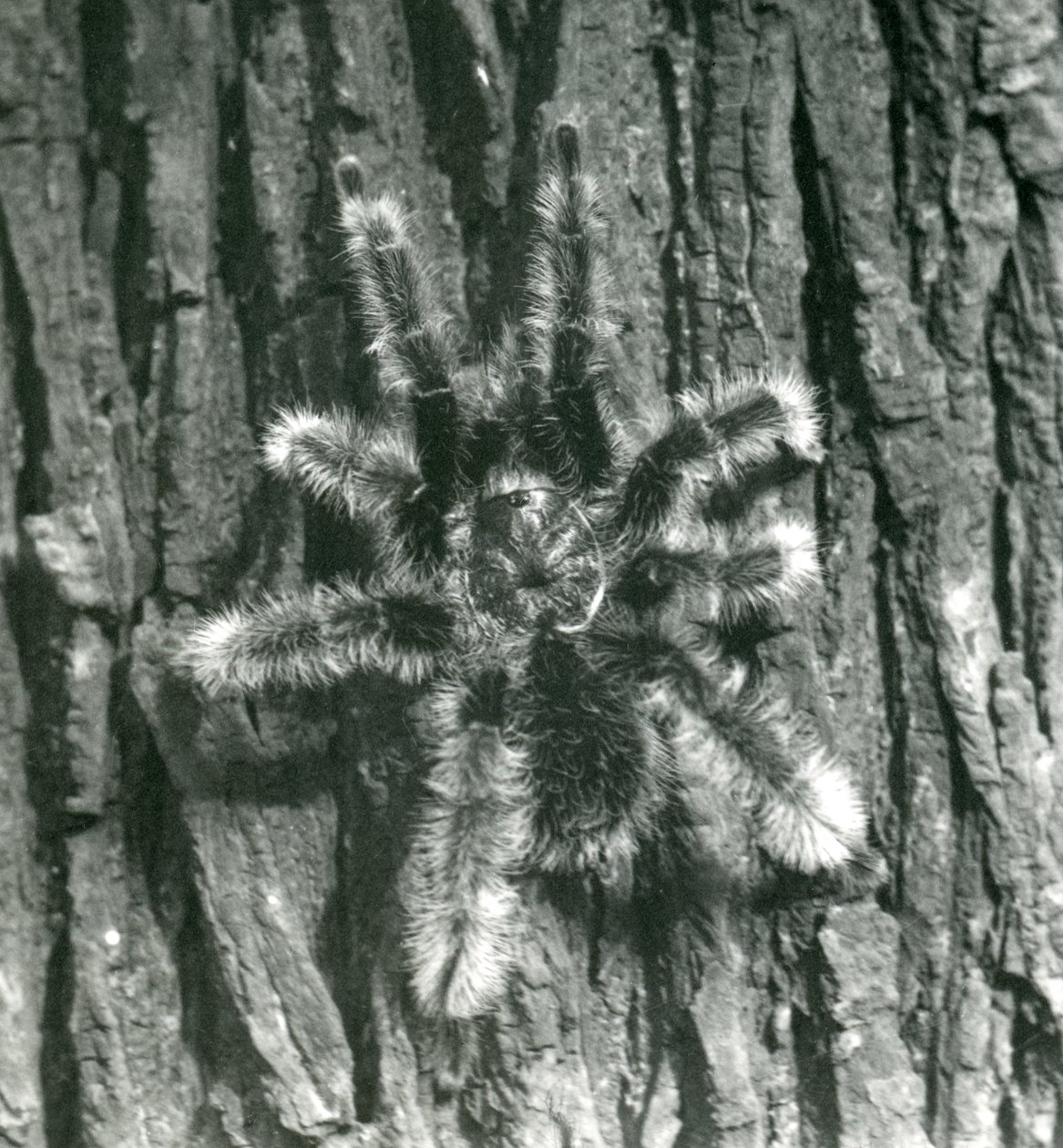 En Trinidad Chevron Tarantula på barken av en trädstam, London Zoo, oktober 1926 av Frederick William Bond