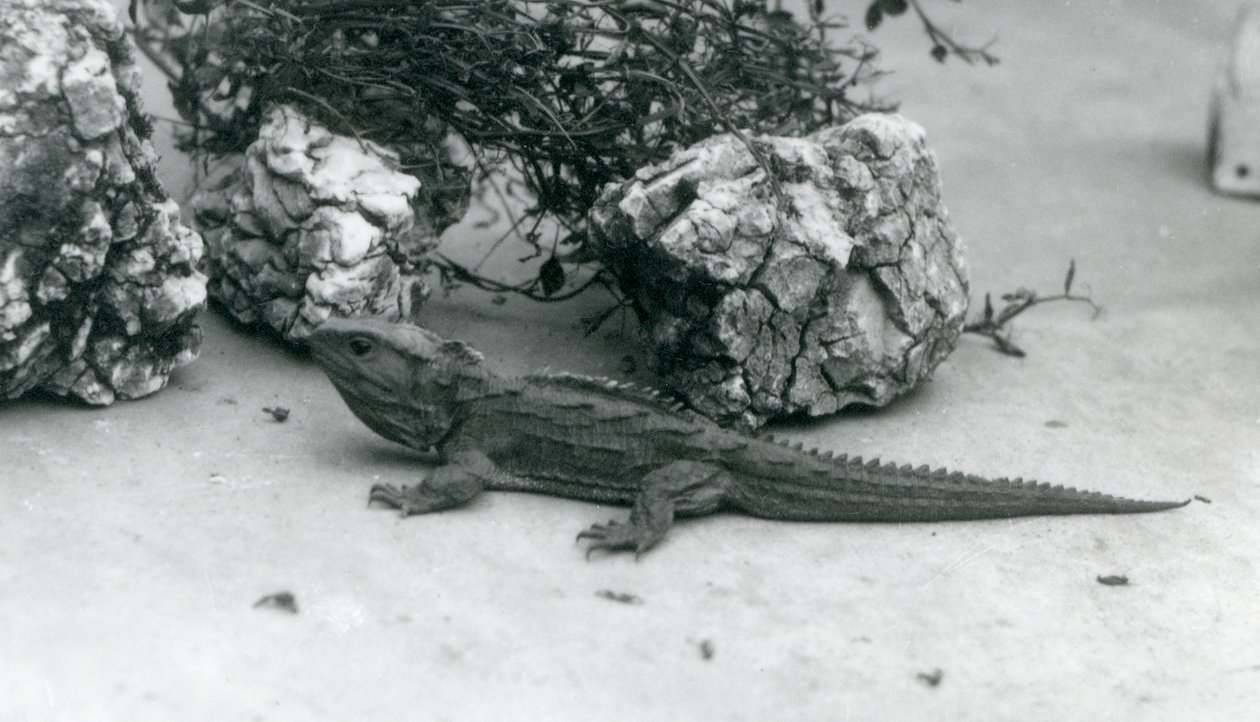 En Tuatara på London Zoo 1927 av Frederick William Bond
