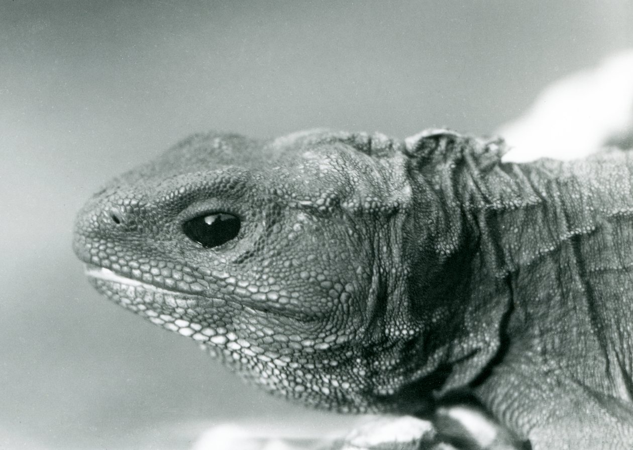 En Tuatara på London Zoo 1928 (s/v foto) av Frederick William Bond