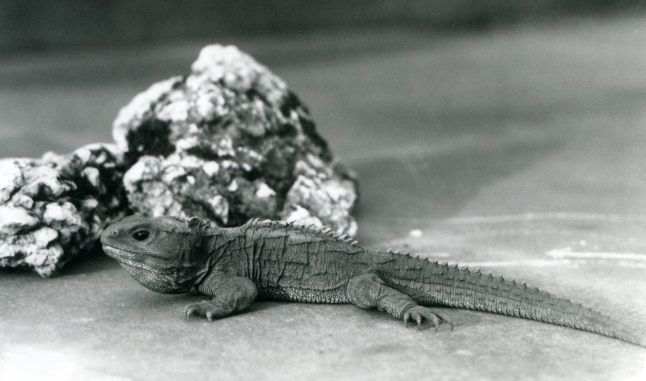 En Tuatara, liggande framför en sten, på London Zoo 1928 (s/v foto) av Frederick William Bond