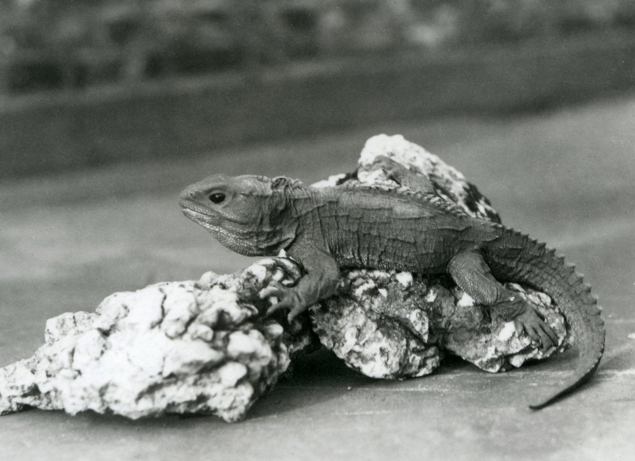 En Tuatara, liggande på en sten, på London Zoo 1929 (s/v foto) av Frederick William Bond