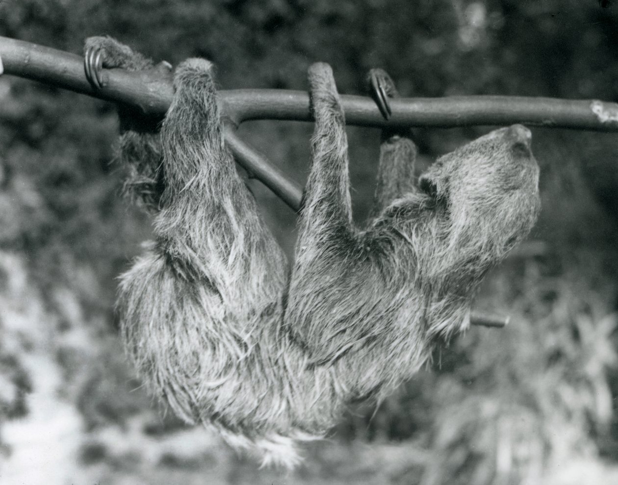 En tvåtåig sengångare hängande från en avskuren gren, London Zoo, 1927 av Frederick William Bond