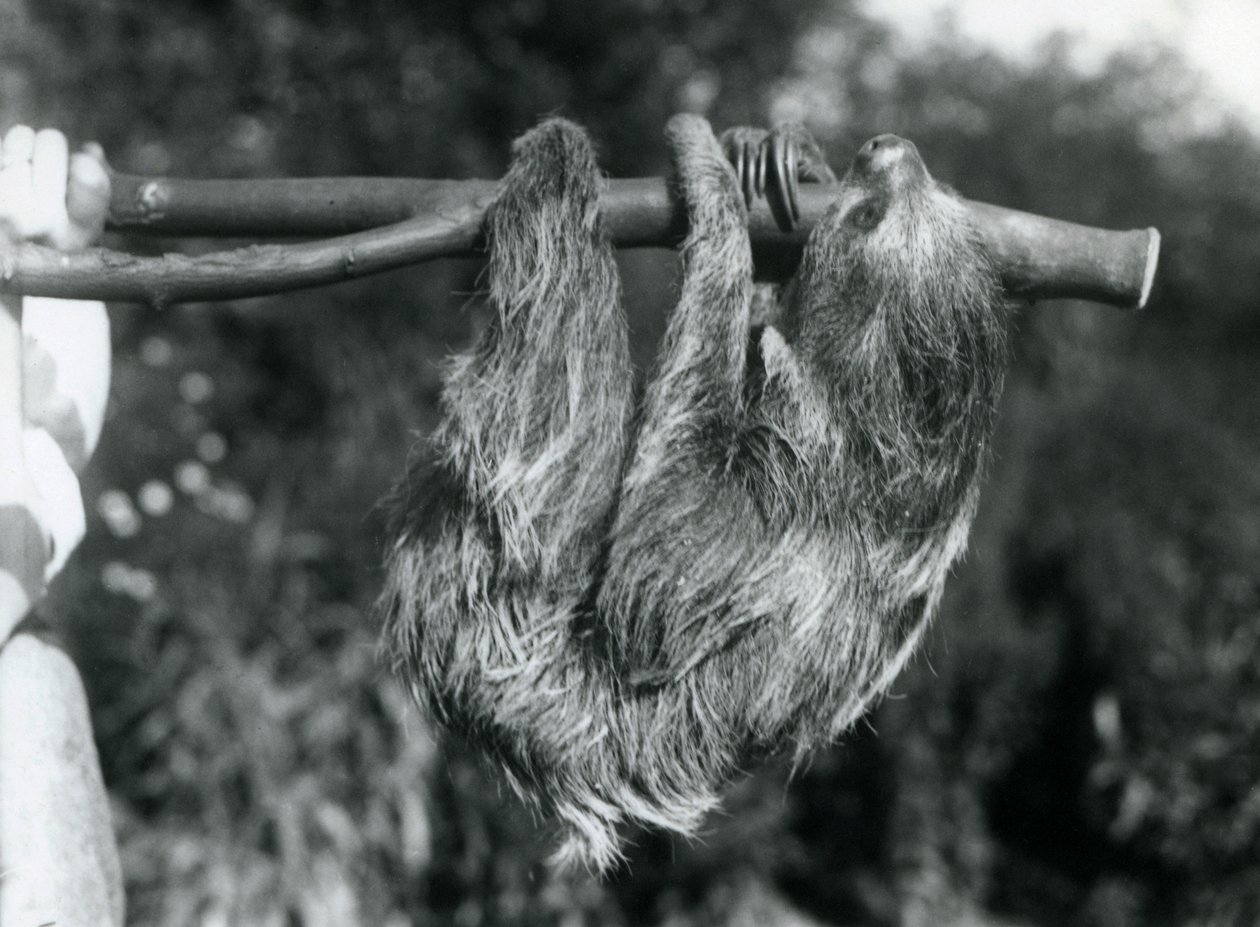 En tvåtåig sengångare hängande från en avskuren gren, som hålls av en djurhållare, London Zoo, 1925 av Frederick William Bond