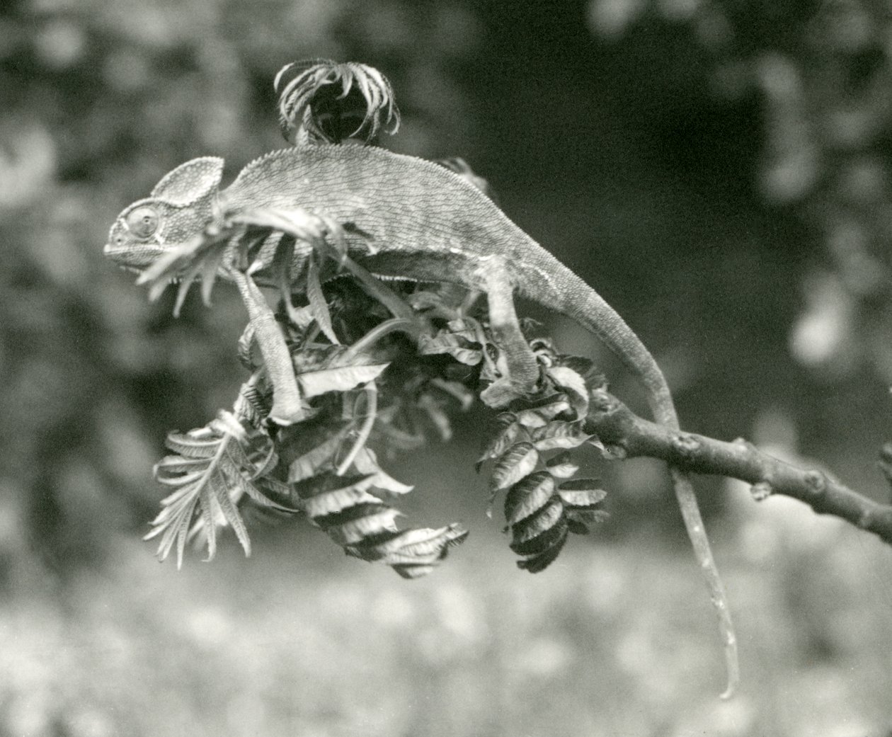 En beslöjad eller jemensk kameleont i slutet av en lummig gren på London Zoo, juni 1924 av Frederick William Bond