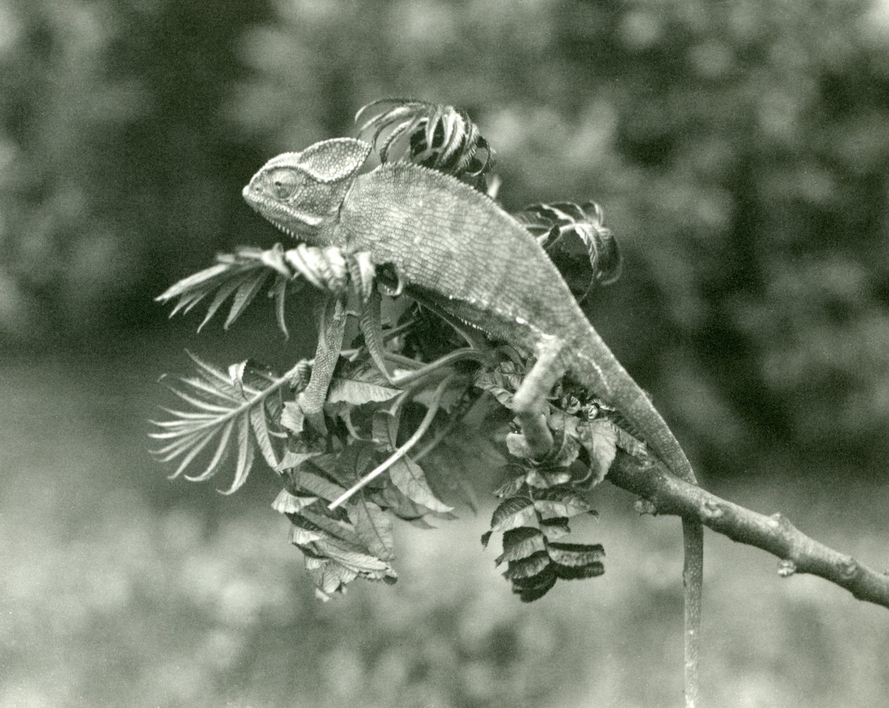 En beslöjad eller jemensk kameleont i slutet av en lummig gren på London Zoo, juni 1924 av Frederick William Bond