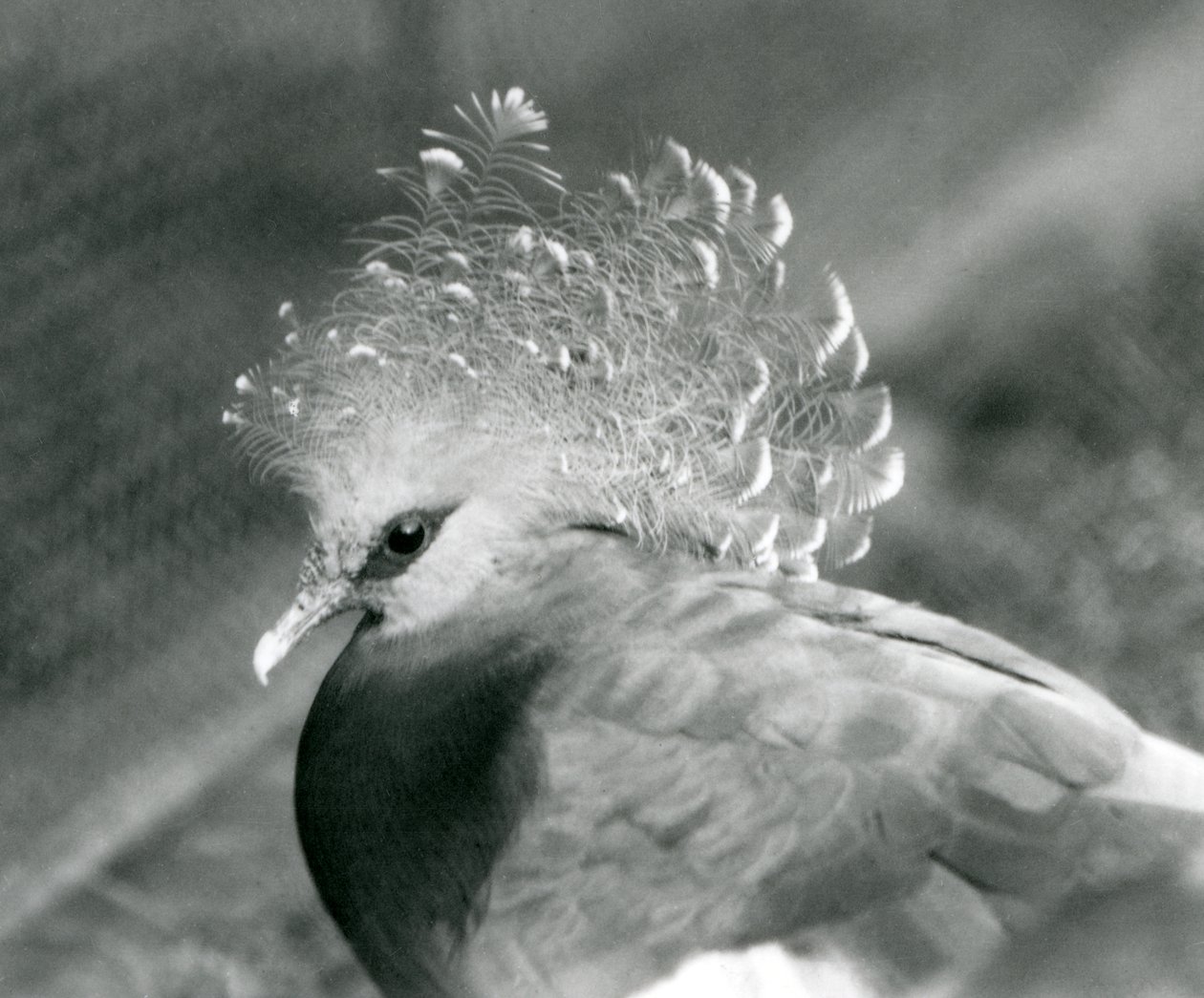 En Victoria Crowned Pigeon på London Zoo i september 1927 av Frederick William Bond