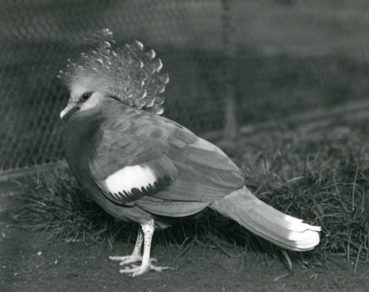 En Victoria Crowned Pigeon som står på marken på London Zoo i september 1927 av Frederick William Bond