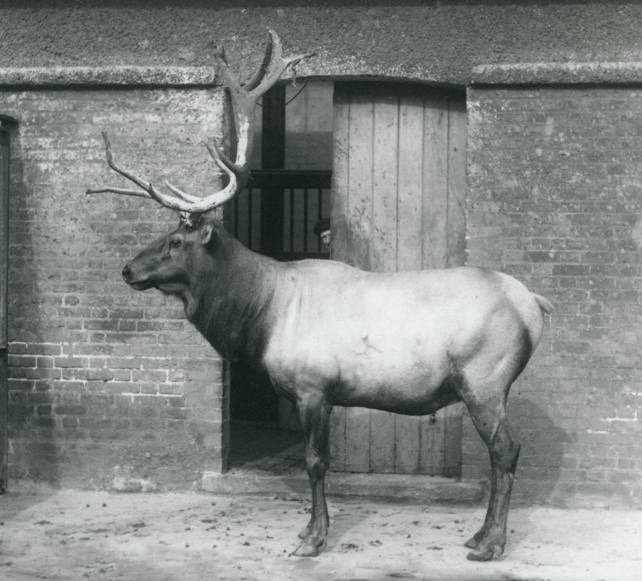 En hjort från WapitiElk som stod i sitt inhägnad på London Zoo i september 1927 av Frederick William Bond