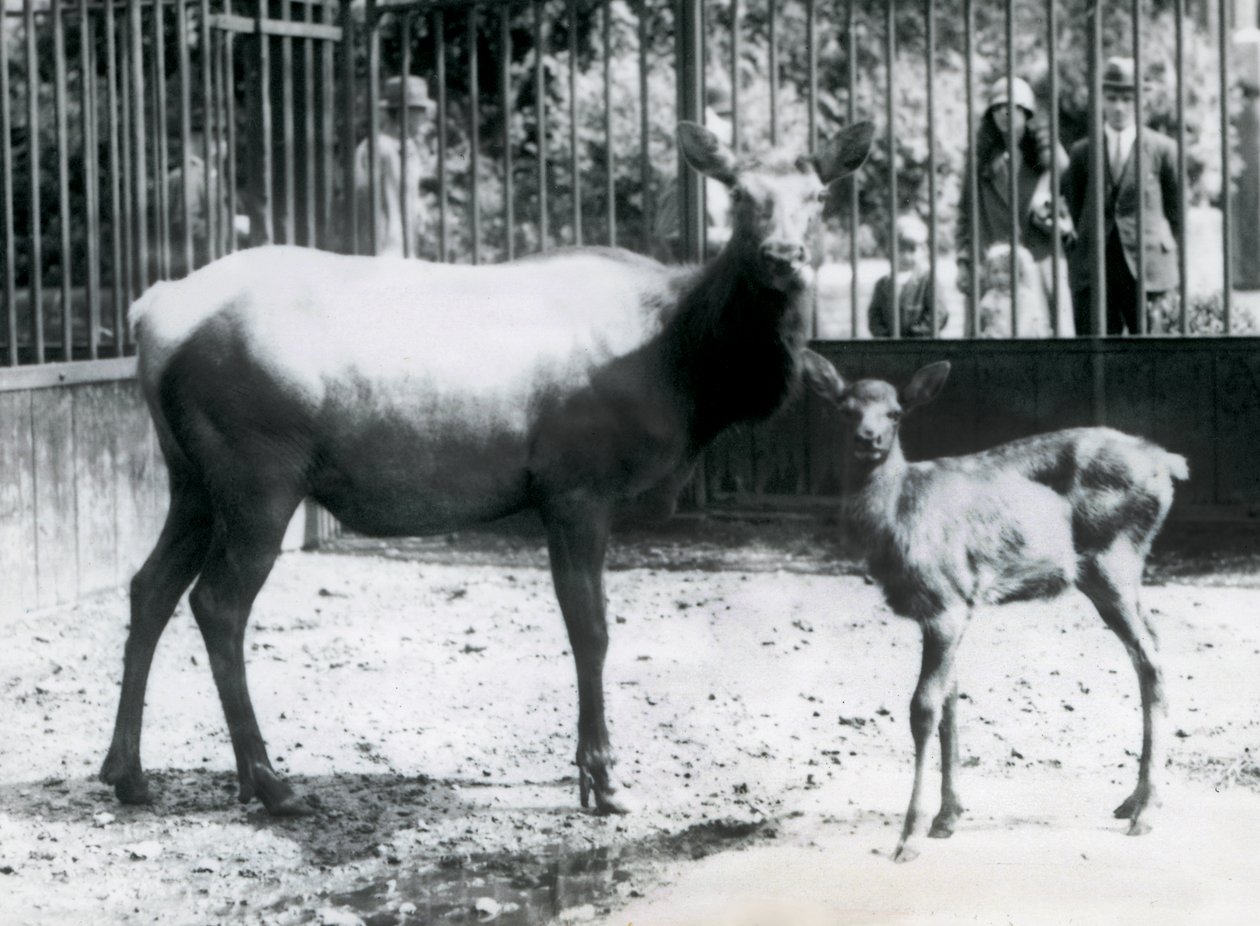 En Wapiti/Elk med sin fawn i deras hage med besökare som tittar på genom barer, London Zoo av Frederick William Bond