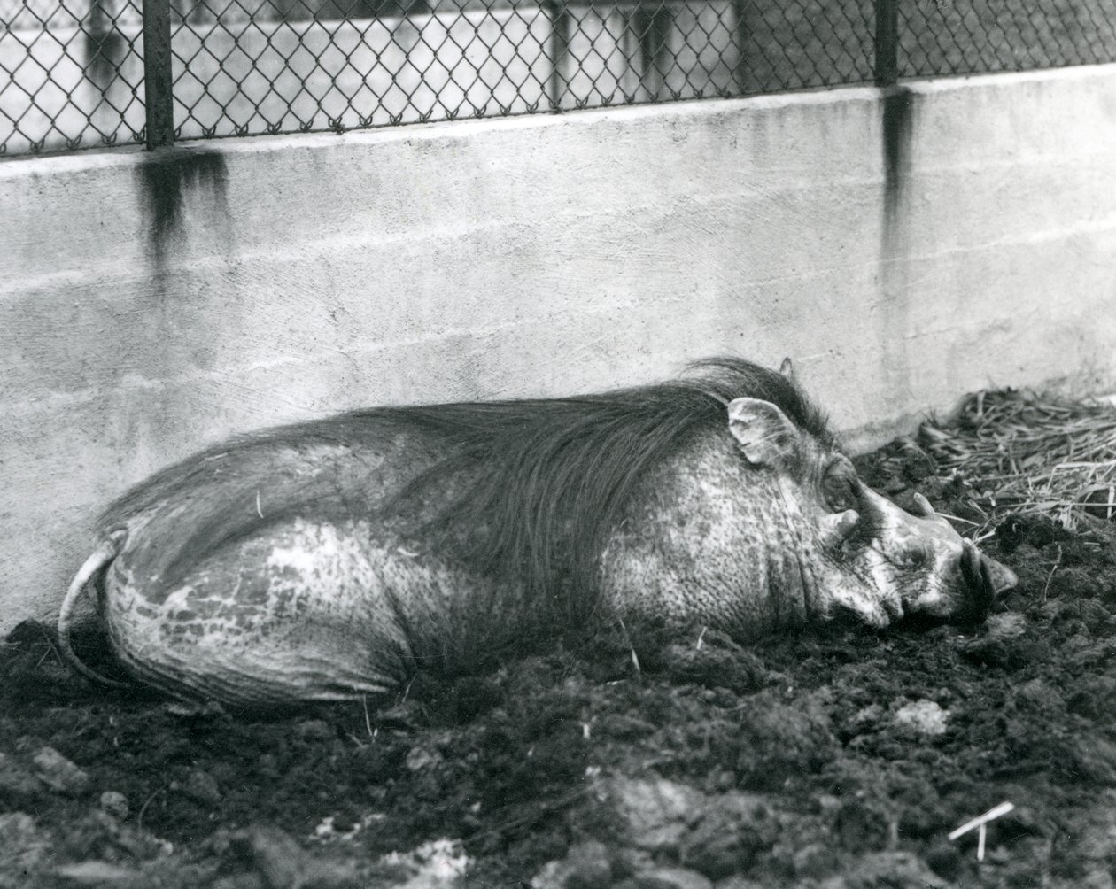 Ett vårtsvin sover i lera, London Zoo, juli 1927 (svart/vitt foto) av Frederick William Bond