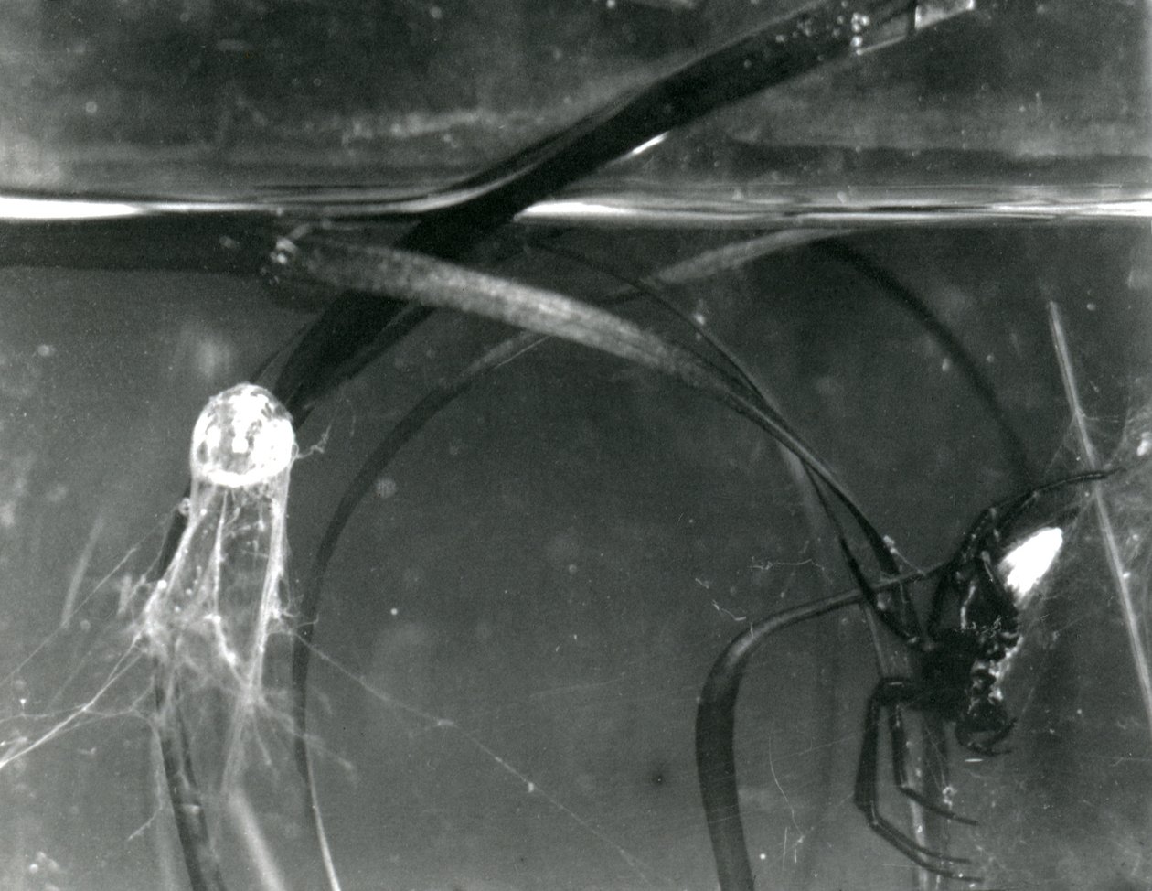 En vattenspindel och dess luftklocka under vattnet, London Zoo, oktober 1925 av Frederick William Bond