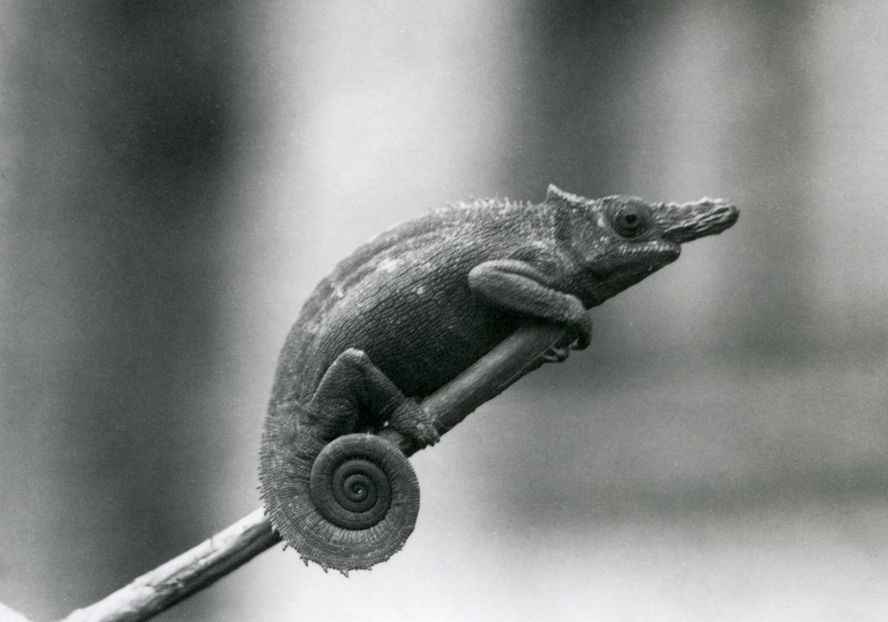 En West Usambara tvåhornig kameleont, London Zoo, 1927 av Frederick William Bond