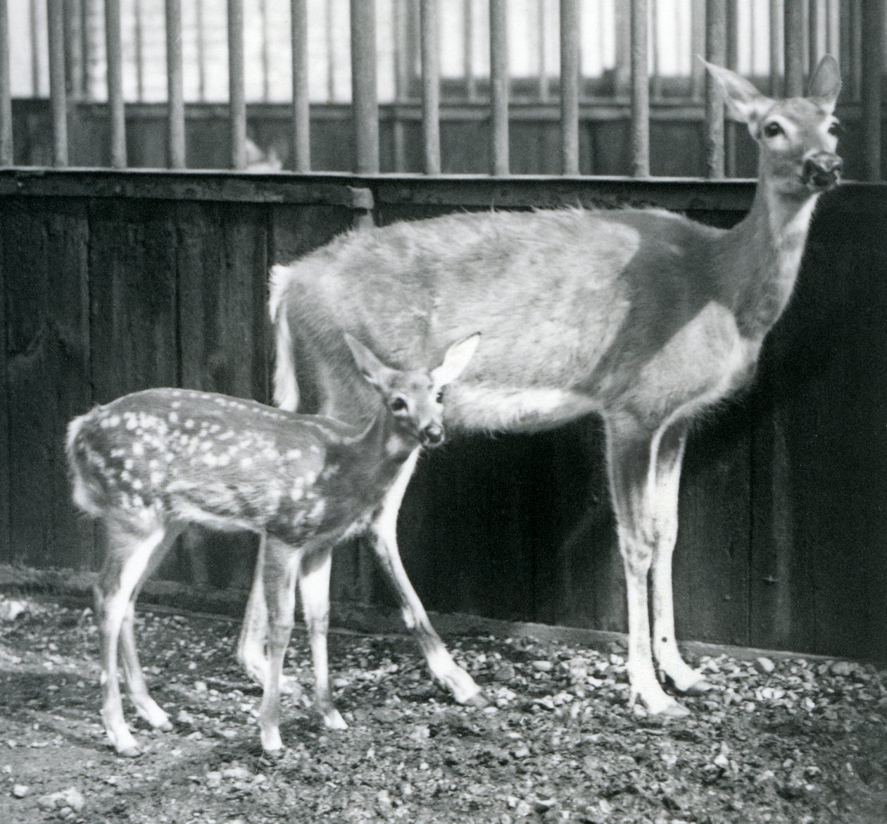En vitstjärtad jungfruhjort med sin lila på London Zoo i augusti 1927 av Frederick William Bond