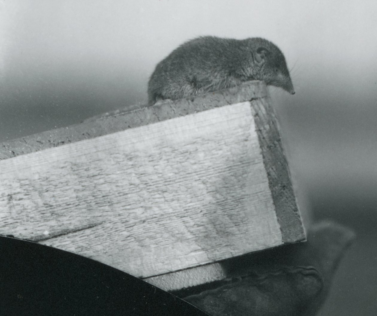 En vittandad smus som tittar ner över kanten på en trälåda, hållen av en handskar handsklädd hand, London Zoo, april 1917 av Frederick William Bond