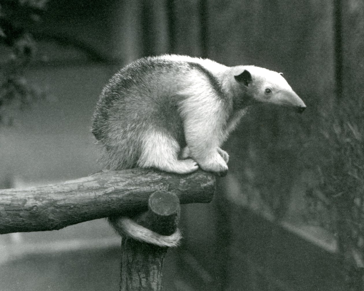 En ung krage Tamandua som sitter i slutet av en gren som håller i med sin gripsvans, London Zoo, 24 april 1925 av Frederick William Bond