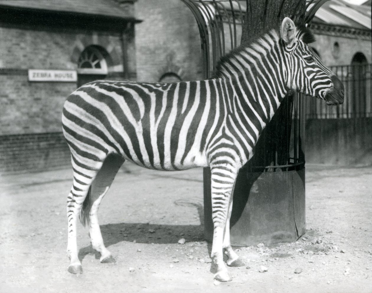 En zebra står i hagen utanför Zebrahuset på London Zoo 1925 av Frederick William Bond