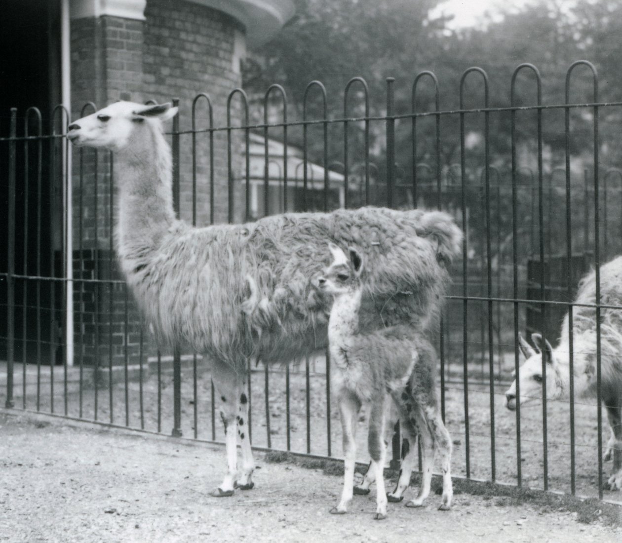 En baby lama eller cria med sin mor på London Zoo, 1926 av Frederick William Bond