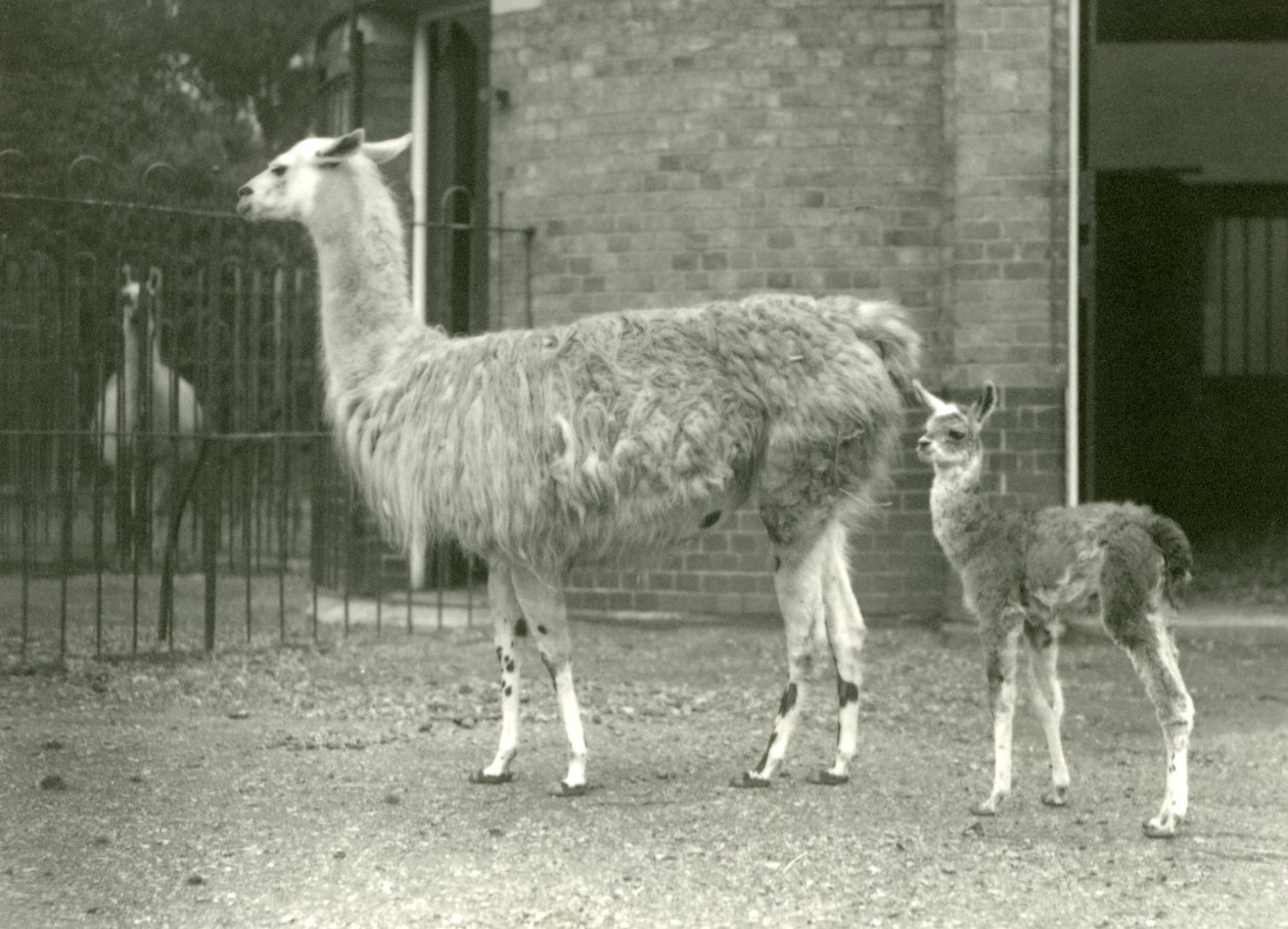 En baby lama eller cria med sin mamma på London Zoo, 1927 av Frederick William Bond