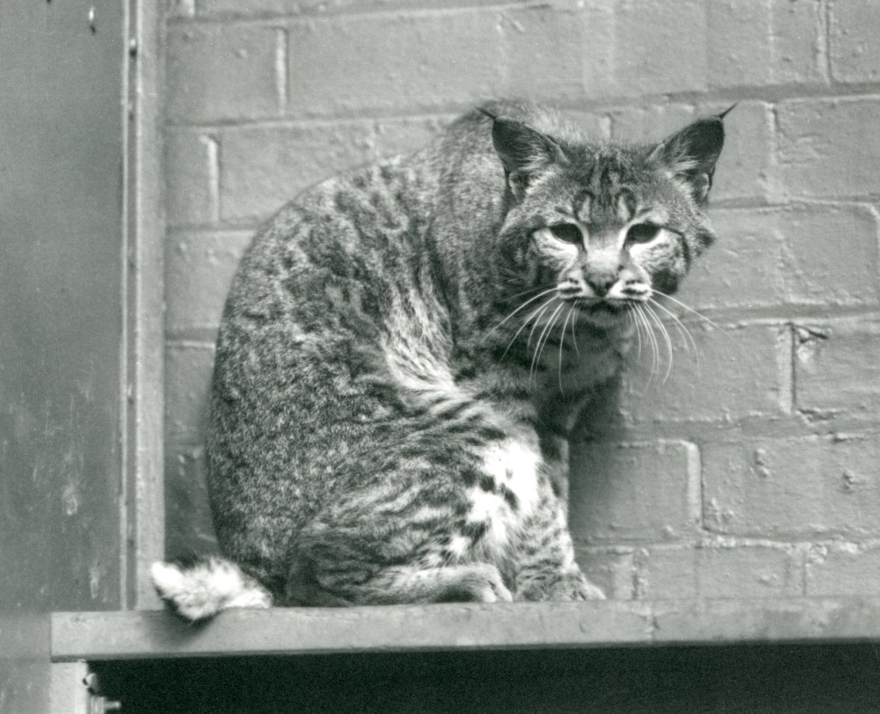 En vik lodjursbobcat tittar ner från en avsats, som den sitter på, i sin inhägnad, London Zoo, mars 1925 av Frederick William Bond