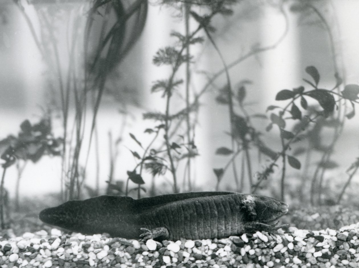 En svart Axolotl/Mexikansk Salamander vilar på grus på golvet i en tank vid London Zoo 1928 (s/v foto) av Frederick William Bond