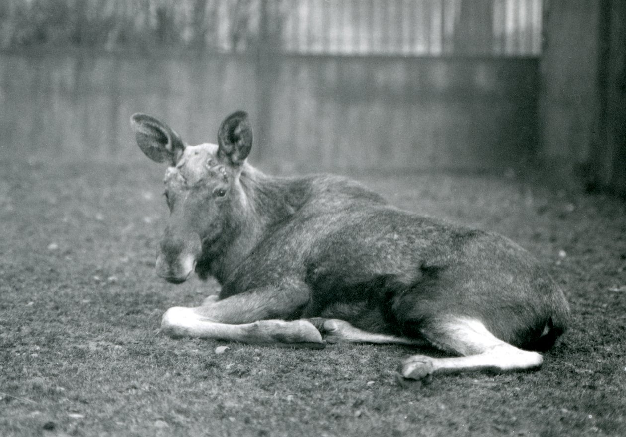 En tjur ElkMoose, som visar ärren efter sina nyligen utgjutna horn, liggandes på London Zoo, januari 1926 av Frederick William Bond