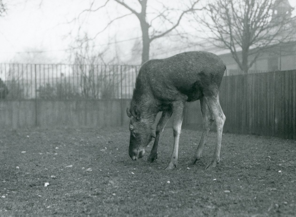 En tjur Älg/älg står i sin hage och sträcker sig ner mot gräset, London Zoo, januari 1926 (s/v foto) av Frederick William Bond