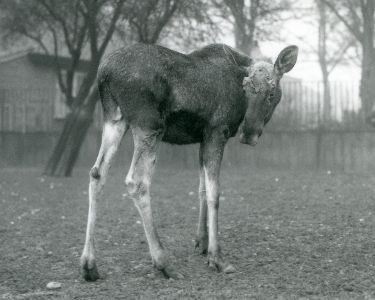 En tjur ElkMoose, med sår från nyligen fällda horn, stående på London Zoo, januari 1926 av Frederick William Bond