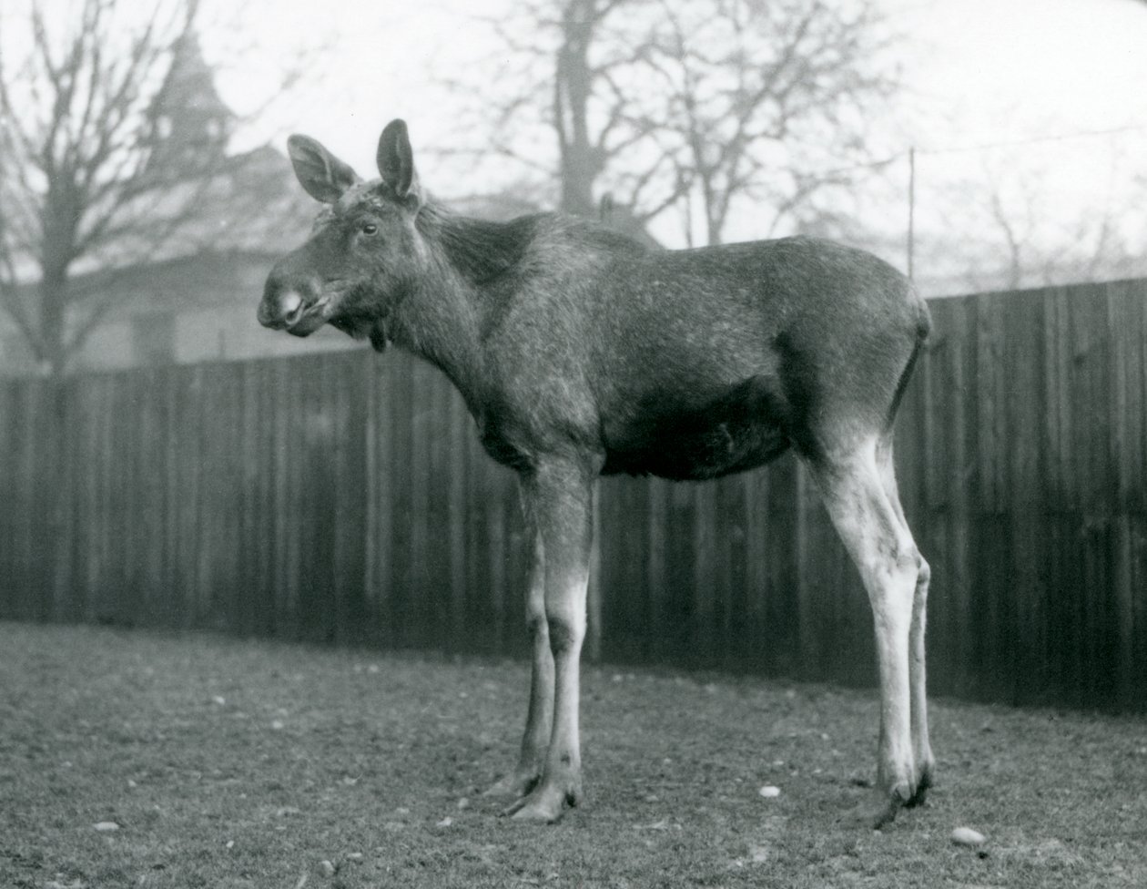 En tjur ElkMoose, med sår från nyligen fällda horn, stående på London Zoo, januari 1926 av Frederick William Bond