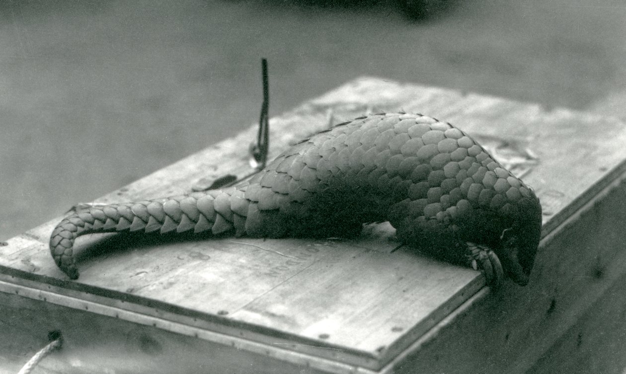 En kritiskt hotad kinesisk pangolin kikar ner över kanten på trälådan den sitter på, London Zoo, juli 1925 av Frederick William Bond