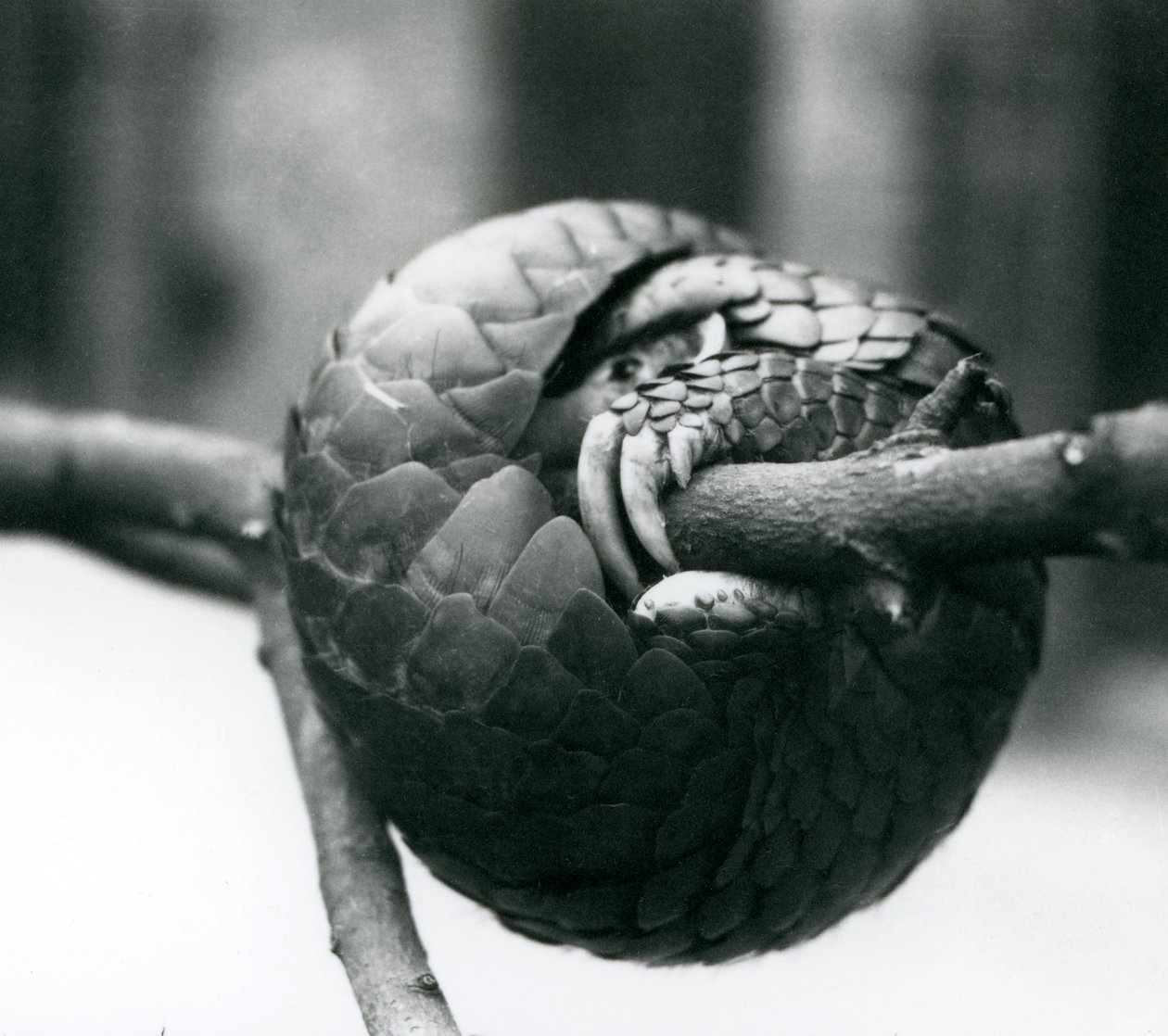 En kritiskt hotad kinesisk Pangolin vilar, ringlad runt en horisontell gren, London Zoo, före 1930 av Frederick William Bond