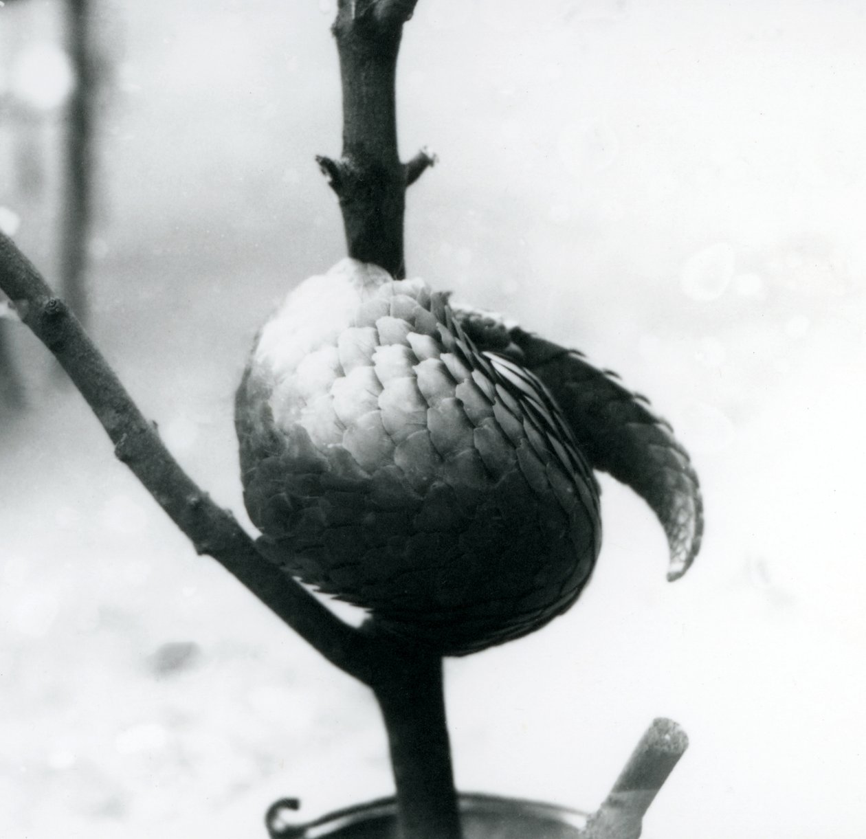 En kritiskt hotad kinesisk pangolin vilar, hoprullad runt en vertikal gren, London Zoo, juli 1925 av Frederick William Bond